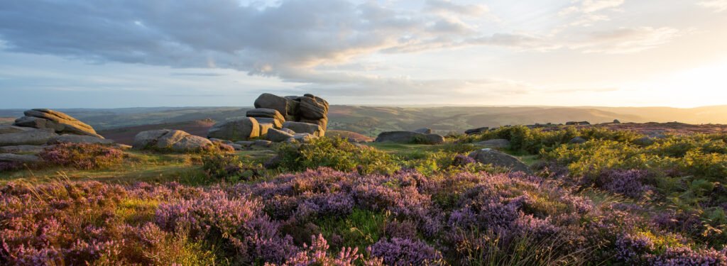 beautiful sunset panorama of heather in the peak district, uk. pink and purple flowers